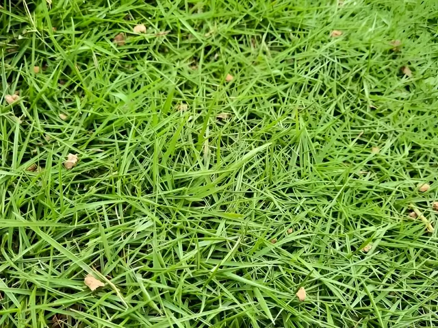 7 Rumput Hias untuk Menghias Taman