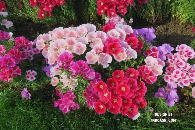 Bunga untuk Mempercantik Taman Depan Rumah