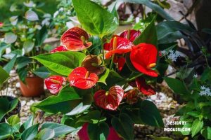 Jenis Tanaman Hias Outdoor