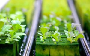 10 Macam Media Tanam untuk Hidroponik