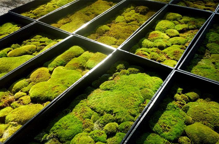 10 macam media tanam untuk hidroponik