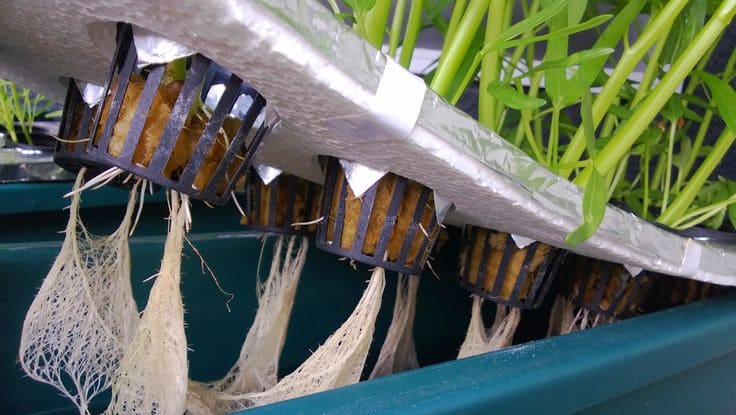 Teknik Hidroponik untuk Pemula