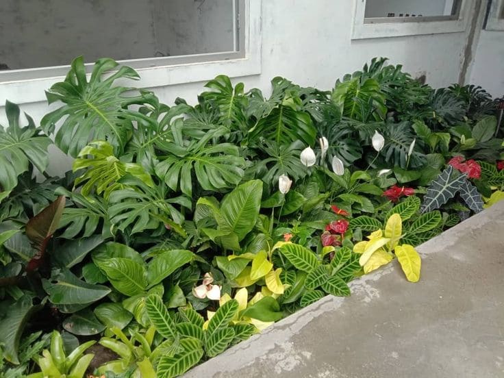 jenis tanaman hias daun untuk outdoor