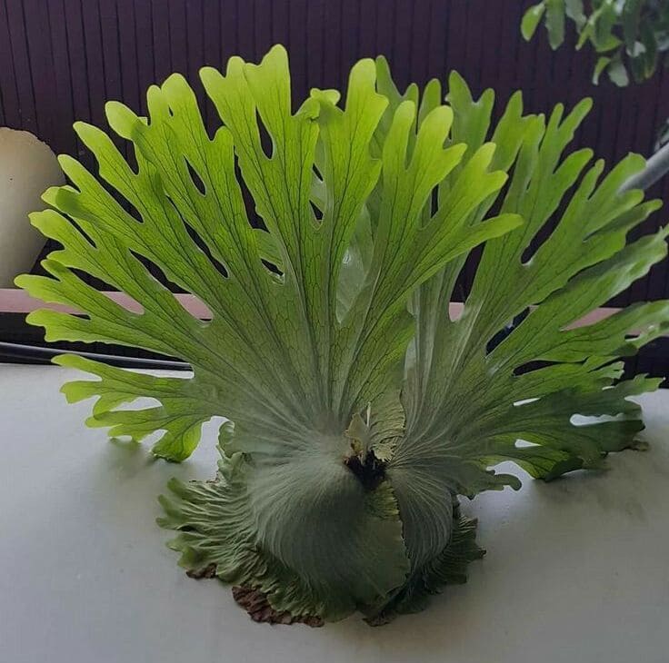 jenis tanaman hias daun untuk outdoor